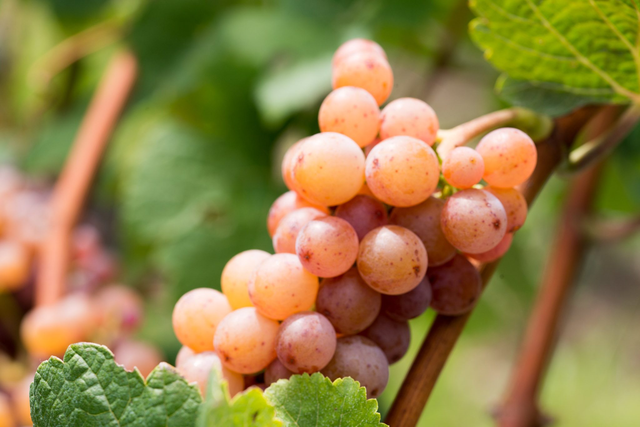 Gewürztraminer